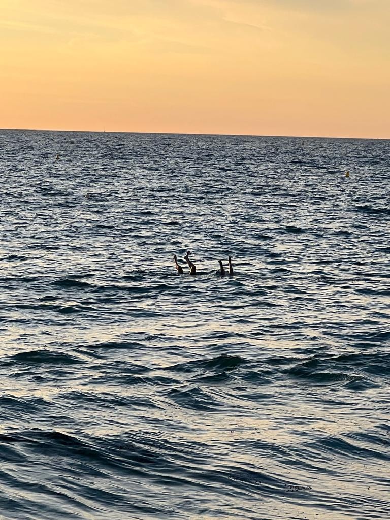 People doing handstands in the sea at sunset during a gratitude dive
